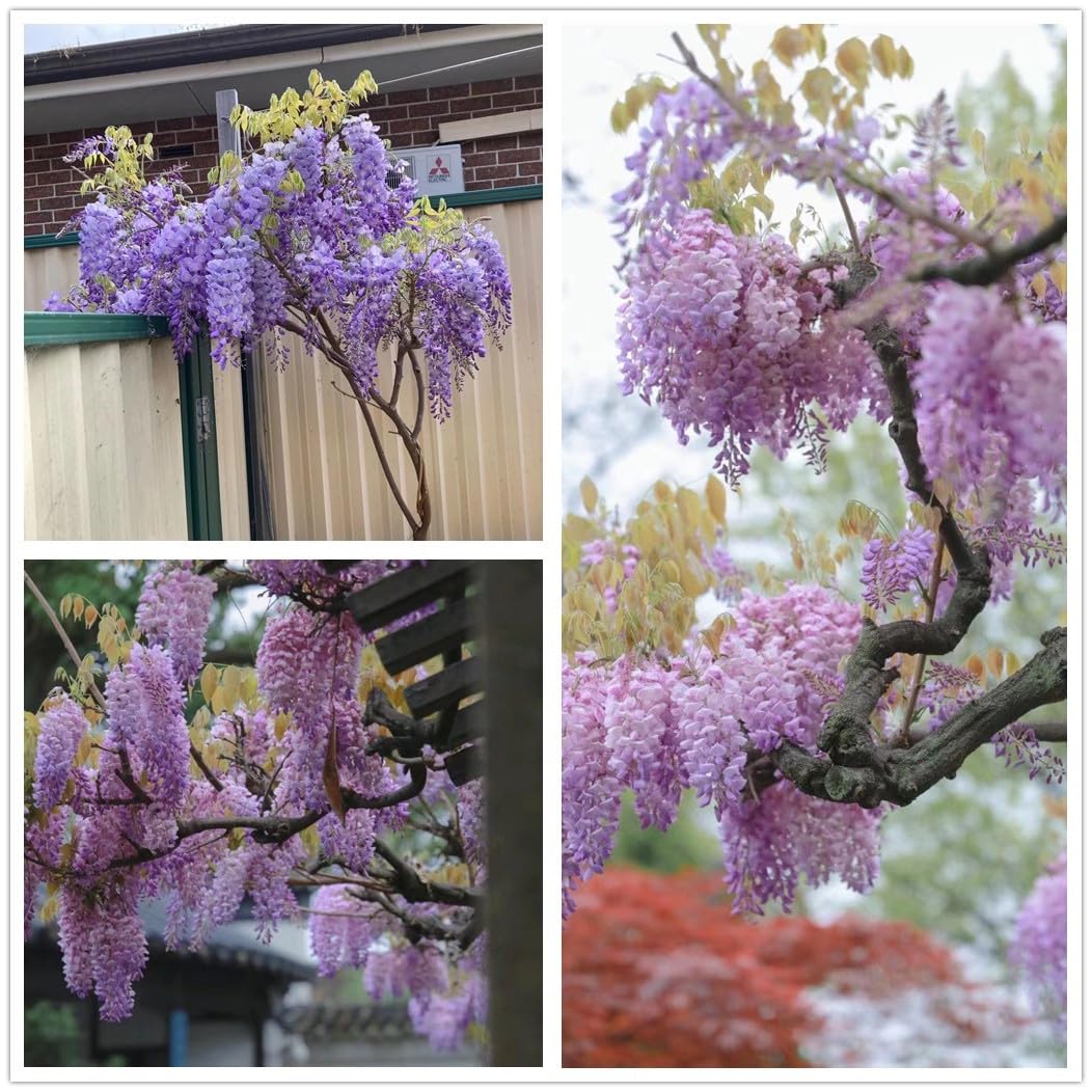 wisteria様 3点まとめ Amazon.com : Chinese Wisteria Tree Seeds, Bonsai Seeds, Pack